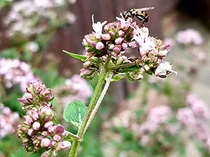 Wildkräuter